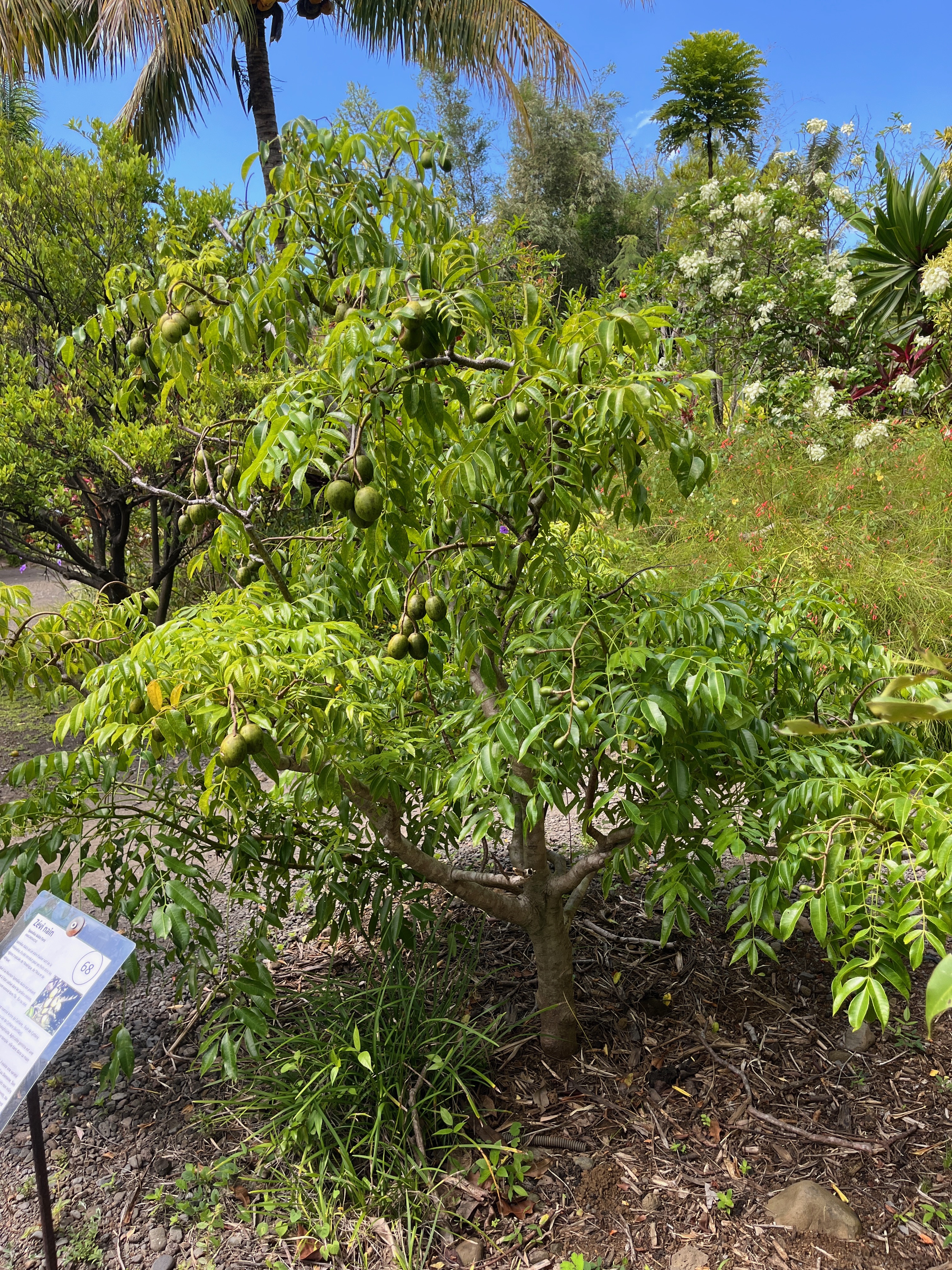 7. Zévi nain Spondias dulcis Forst ANACARDIACEAE.jpeg