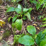 8. Tacca chantrieri Fleur chauve-souris Dioscoreaceae Malaisie ,Afrique de l'ouest.jpeg