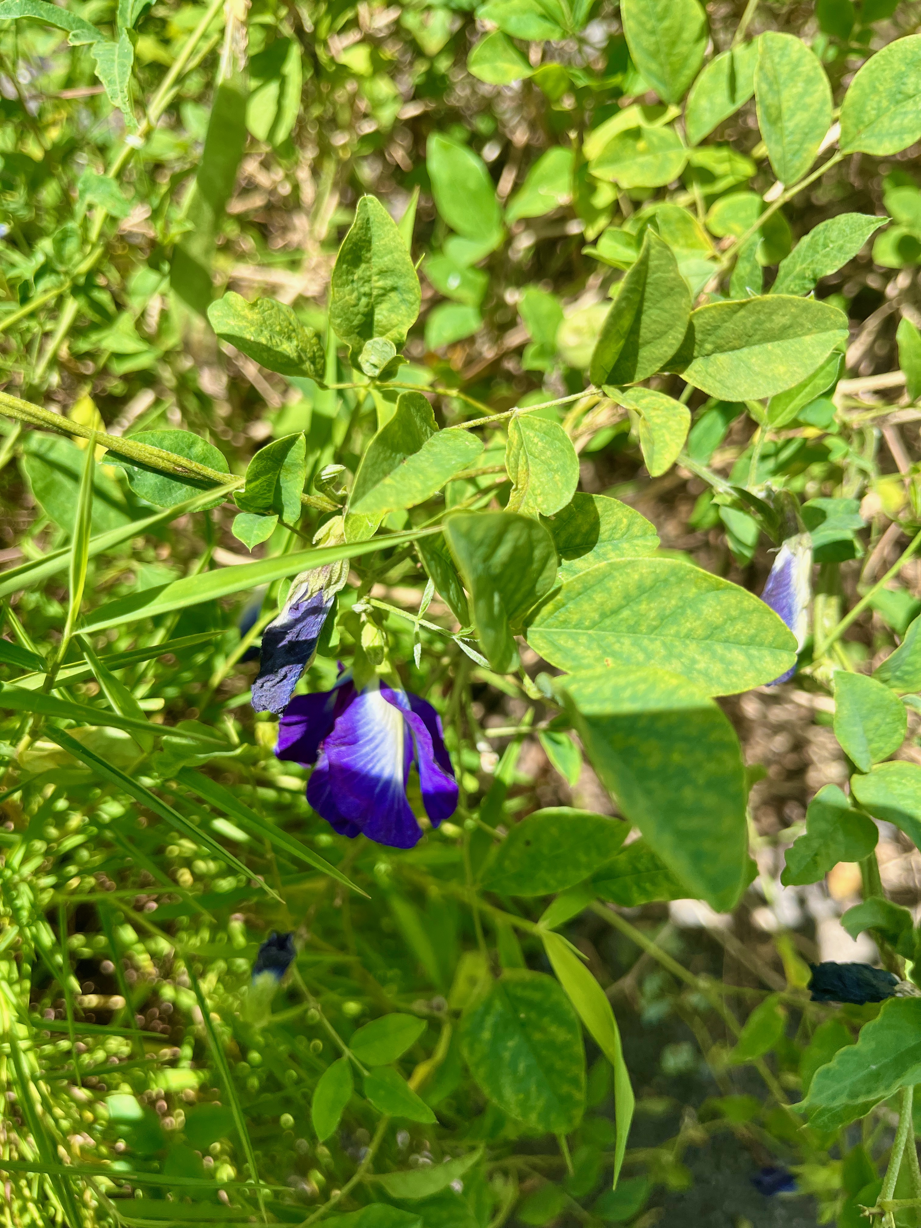 9. Fabaceae - Faboideae - Clitoria - C. ternatea- Clitoria ternatea.jpeg