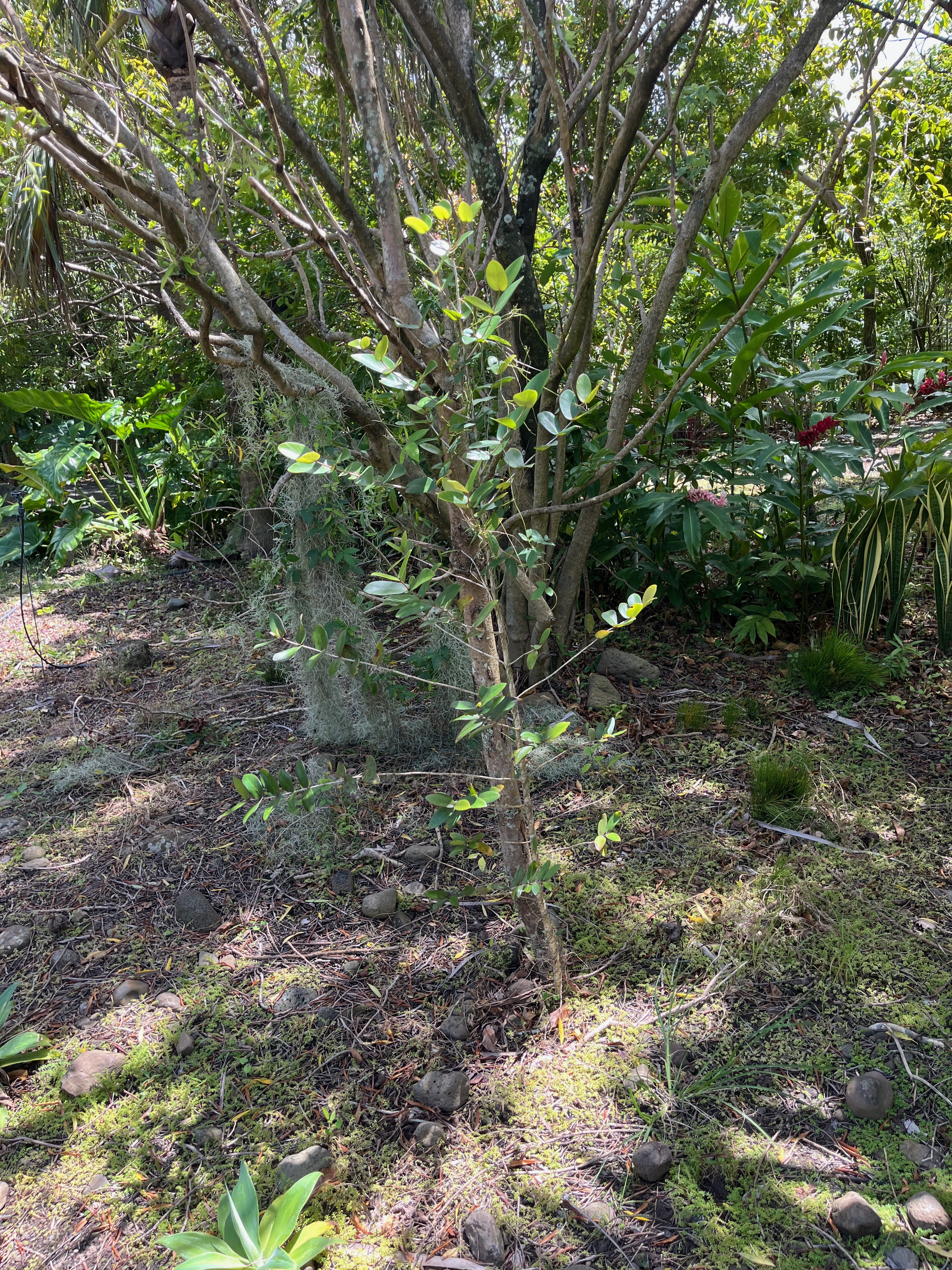 11. Pyrostria commersonii Bois mussard Rubiaceae Endémique La Réunion, Maurice.jpeg