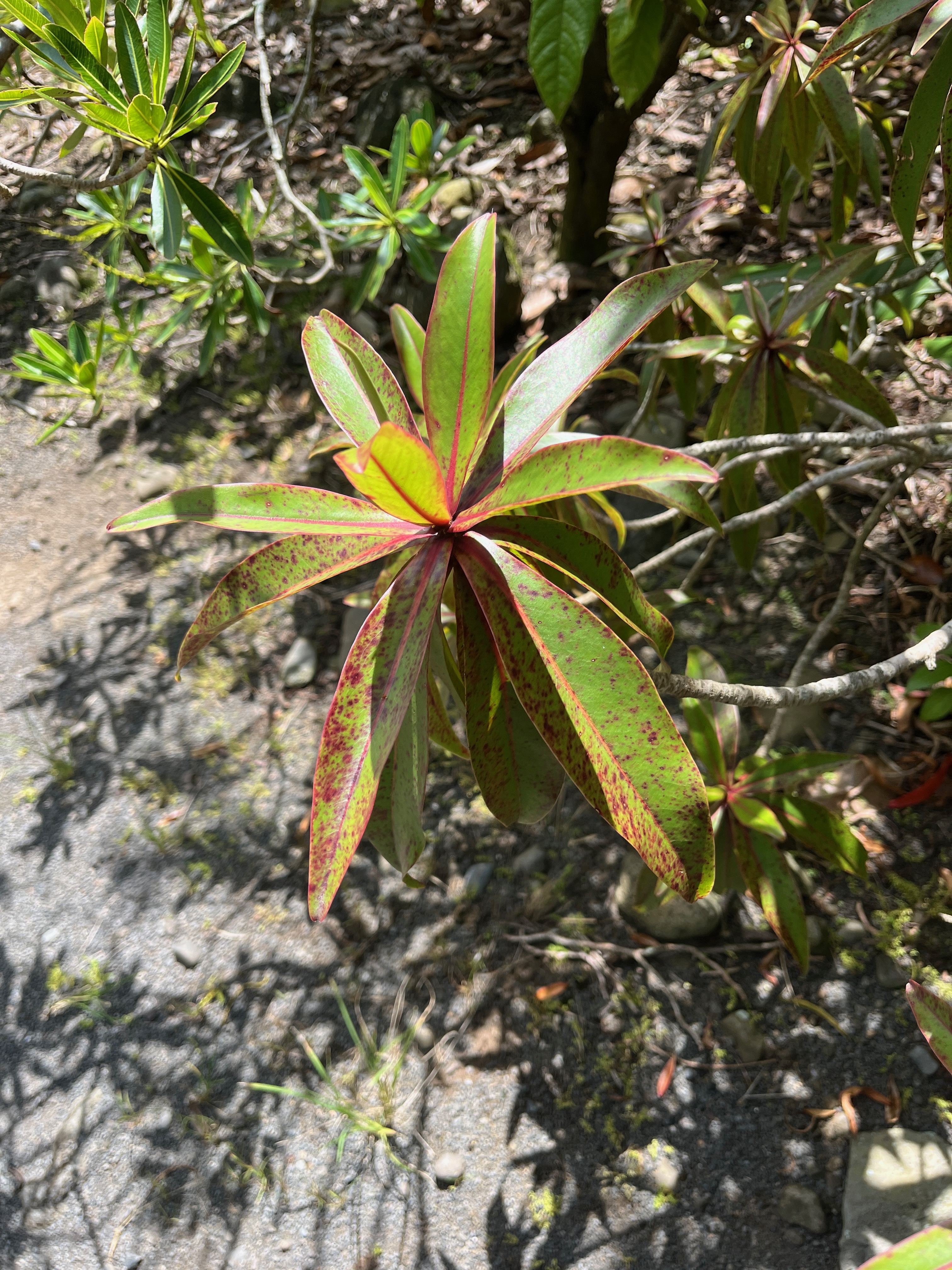 12. ??? Foetidia mauritiana Bois puant Lecythidaceae Endémique La Réunion, Maurice.jpeg