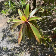 12. ??? Foetidia mauritiana Bois puant Lecythidaceae Endémique La Réunion, Maurice.jpeg