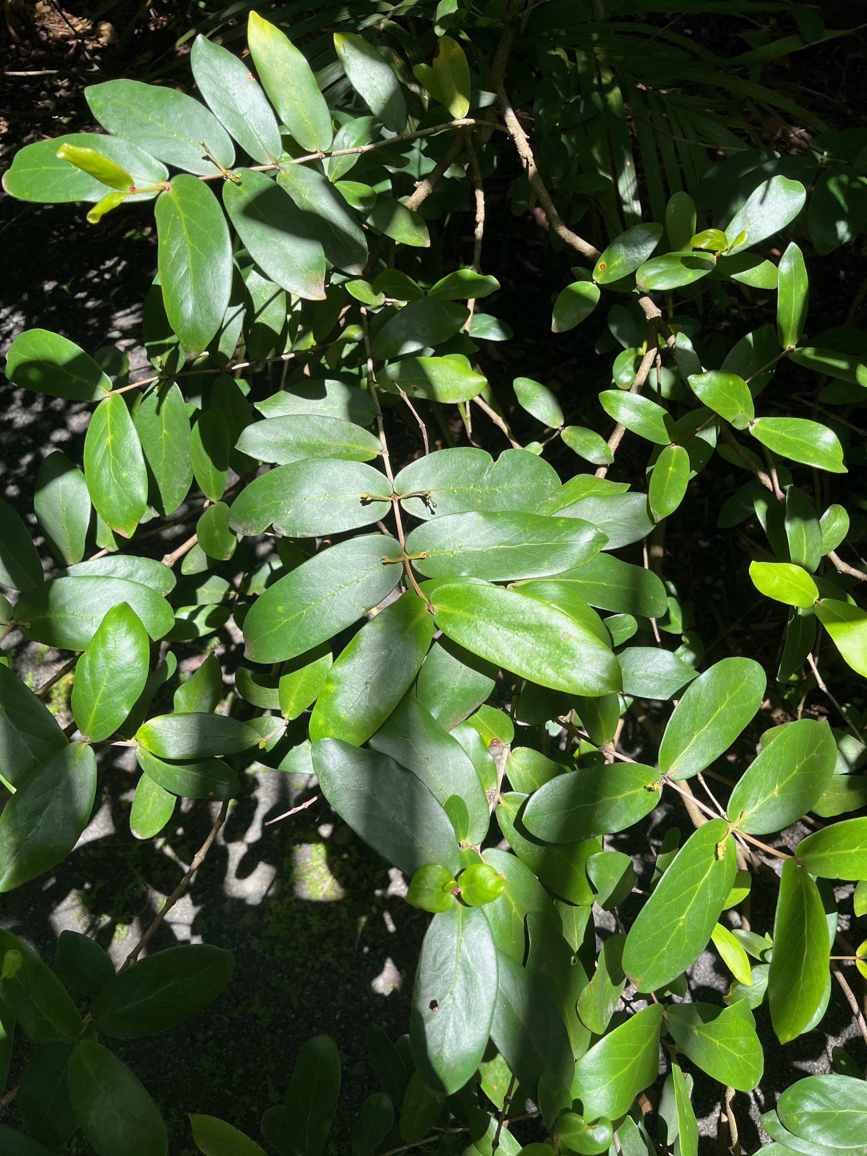 16. Pyrostria commersonii Bois musard Rubiaceae Endémique La Réunion, Maurice.jpeg