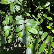 16. Pyrostria commersonii Bois musard Rubiaceae Endémique La Réunion, Maurice.jpeg