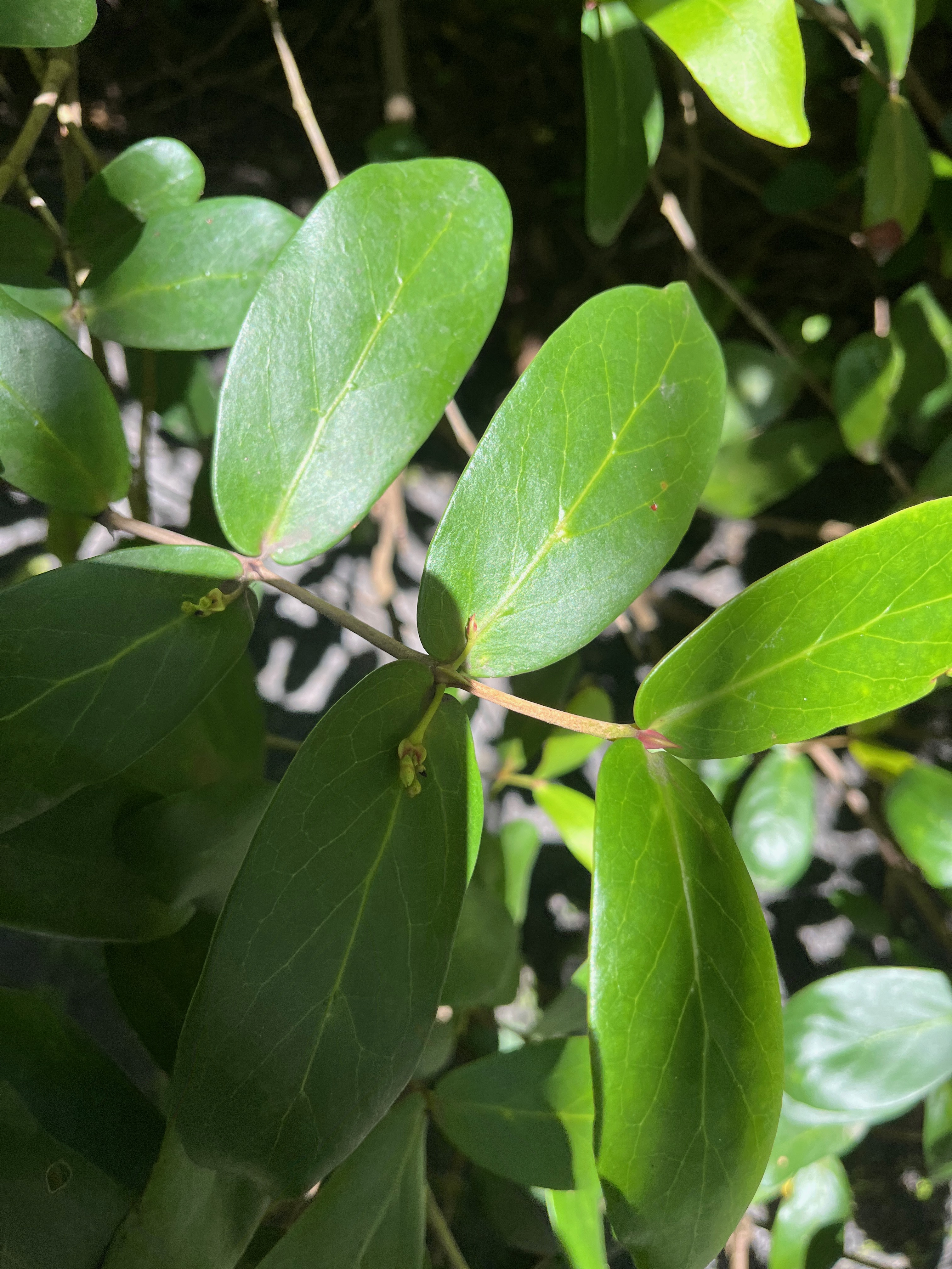 18. Pyrostria commersonii Bois musard Rubiaceae Endémique La Réunion, Maurice.jpeg