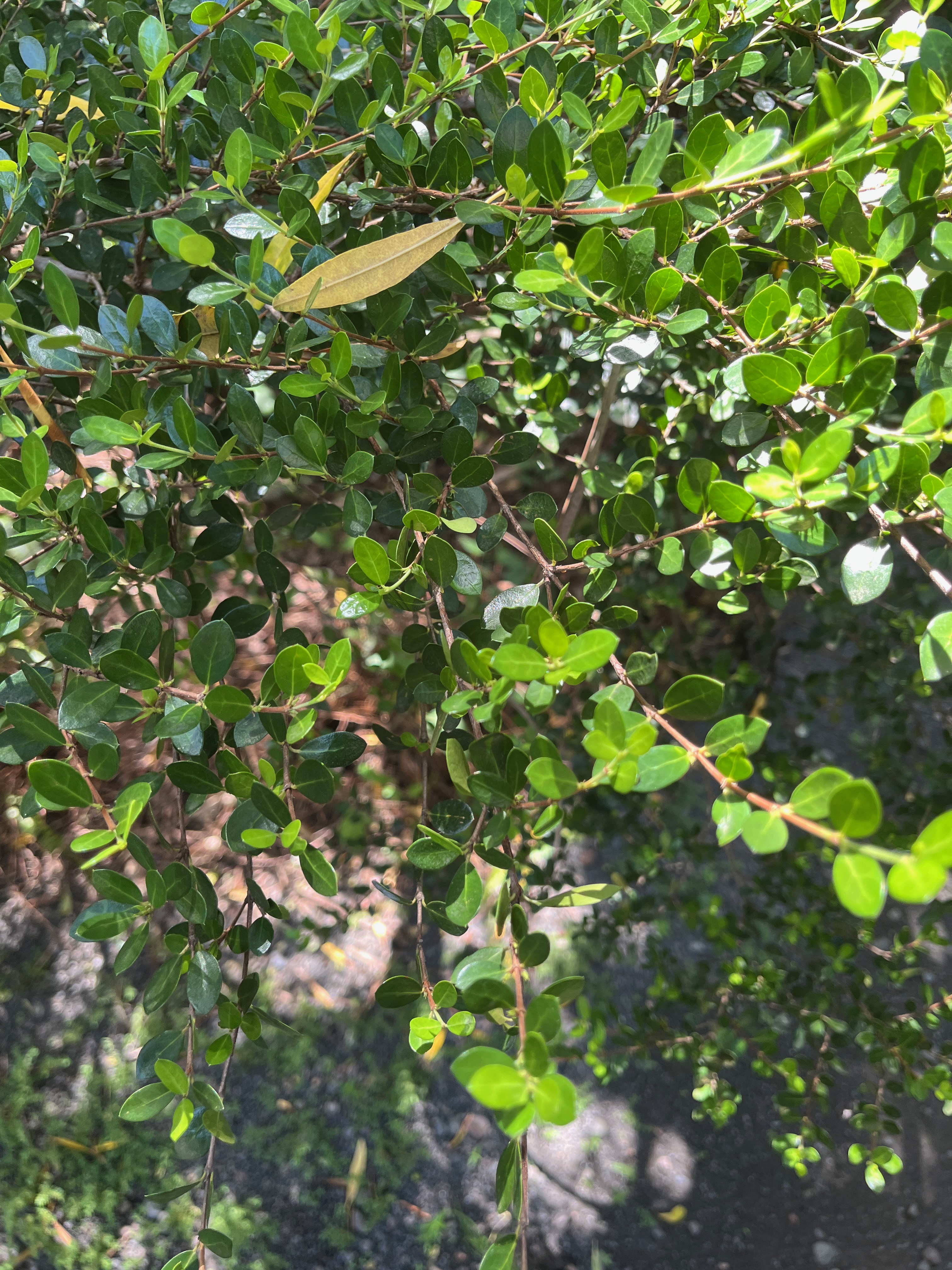 21. Fernelia buxifolia Lam. - Bois de buis - Rubiaceae - Endémique des Mascareignes.jpeg