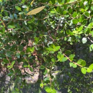 21. Fernelia buxifolia Lam. - Bois de buis - Rubiaceae - Endémique des Mascareignes.jpeg