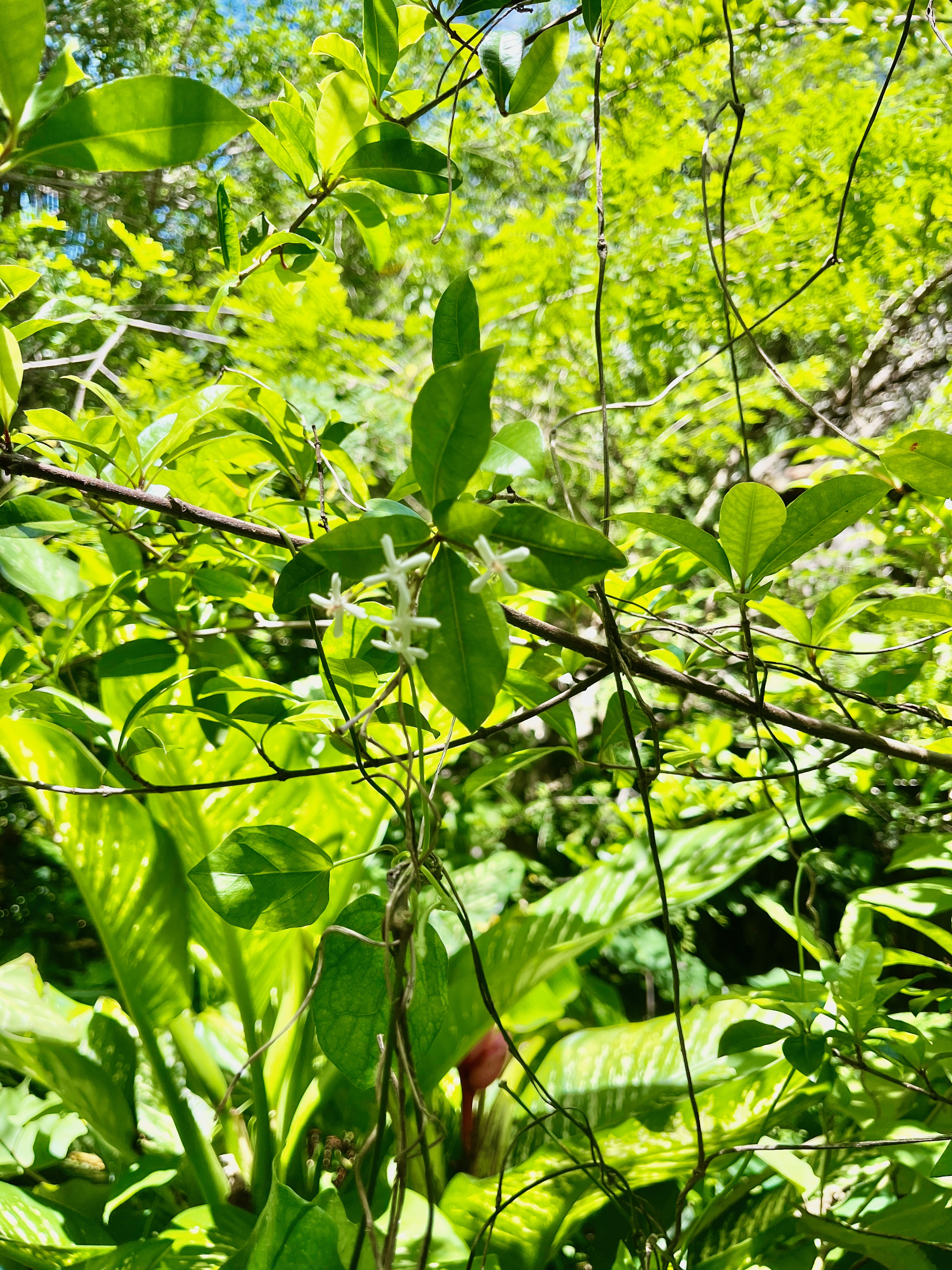 22. Myonima obovata Bois de prune rat Rubiaceae Endémique La Réunion, Maurice.jpeg