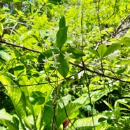 22. Myonima obovata Bois de prune rat Rubiaceae Endémique La Réunion, Maurice.jpeg