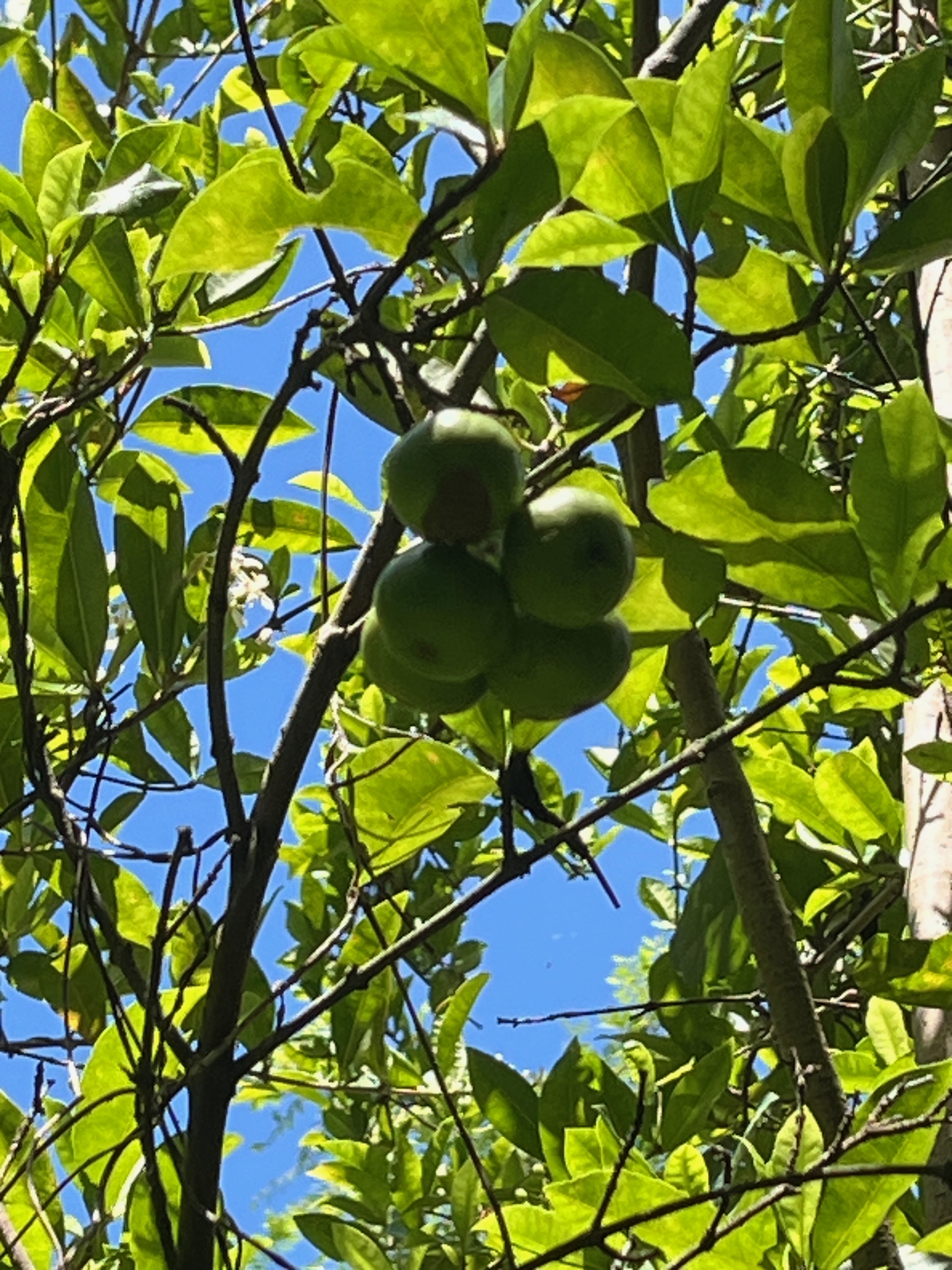 23. Myonima obovata Bois de prune rat Rubiaceae Endémique La Réunion, Maurice.jpeg