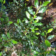 25. Turraea thouarsiana Bois de quivi Meliaceae Endémique La Réunion, Maurice.jpeg