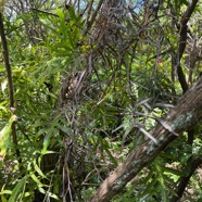 30. Indigofera ammoxylum  (DC.) Polhill - Bois de sable - Fabaceae -Endémique Réunion.jpeg