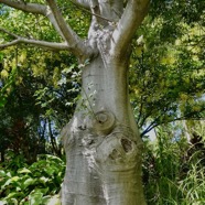 Adansonia digitata L.baobab africain.malvaceae.espèce cultivée..jpeg