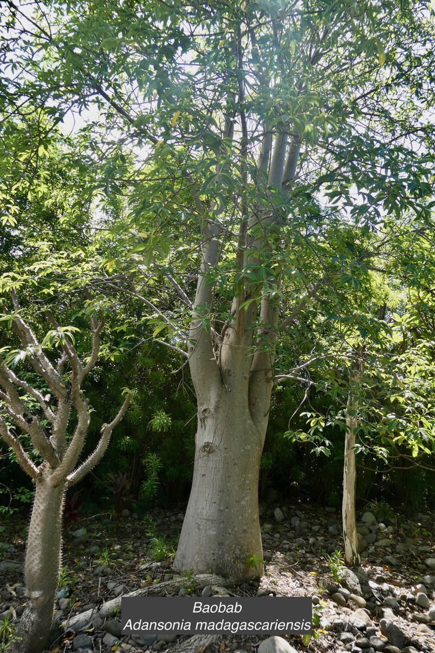 Adansonia madagascariensis.baobab de Madagascar.malvaceae.espèce cultivée..jpeg