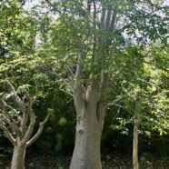 Adansonia madagascariensis.baobab de Madagascar.malvaceae.espèce cultivée..jpeg