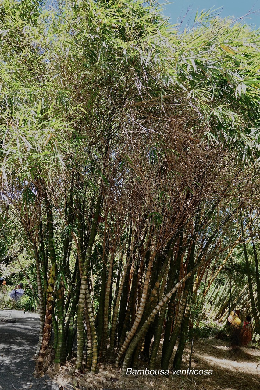 Bambusa ventricosa McClure.bambou ventre de bouddha.poaceae.espèce cultivée..jpeg