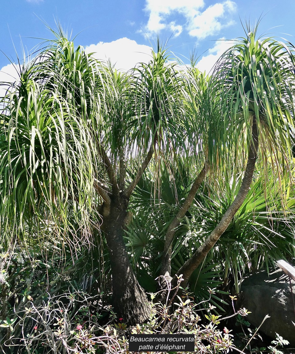 Beaucarnea recurvata.patte d’éléphant.asparagaceae.espèce cultivée..jpeg