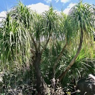 Beaucarnea recurvata.patte d’éléphant.asparagaceae.espèce cultivée..jpeg