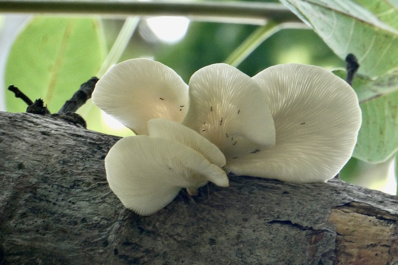 champignon sur tronc d'Adansonia digitata.baobab africain.jpeg