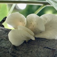 champignon sur tronc d'Adansonia digitata.baobab africain.jpeg