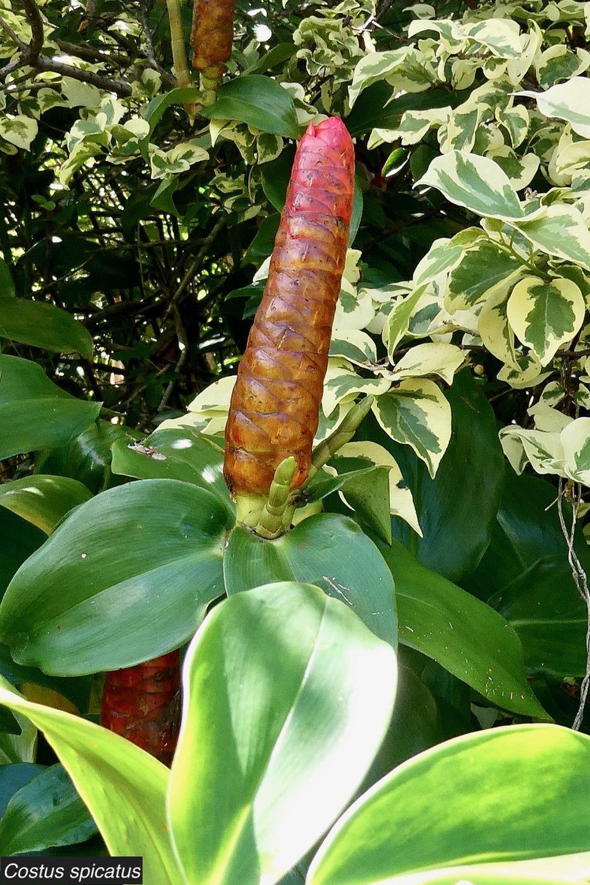 Costus spicatus.bâton de rouge à lèvres.costaceae.espèce cultivée..jpeg