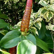 Costus spicatus.bâton de rouge à lèvres.costaceae.espèce cultivée..jpeg