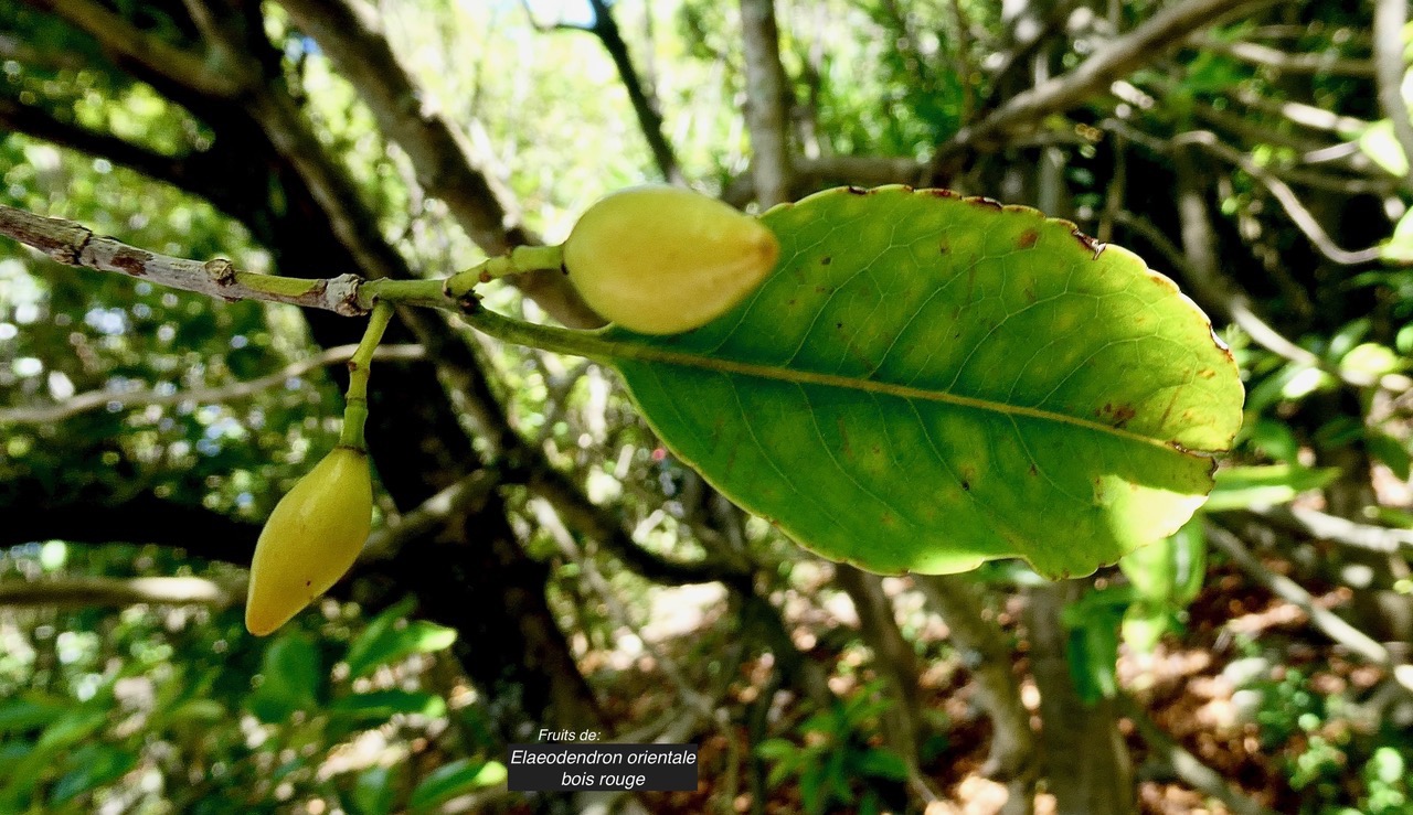 Elaeodendron orientale. ( Cassine orientalis ) bois rouge.celastraceae.endémique Réunion Maurice Rodrigues. (1).jpeg