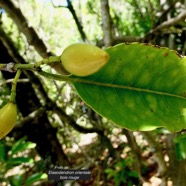 Elaeodendron orientale. ( Cassine orientalis ) bois rouge.celastraceae.endémique Réunion Maurice Rodrigues. (1).jpeg