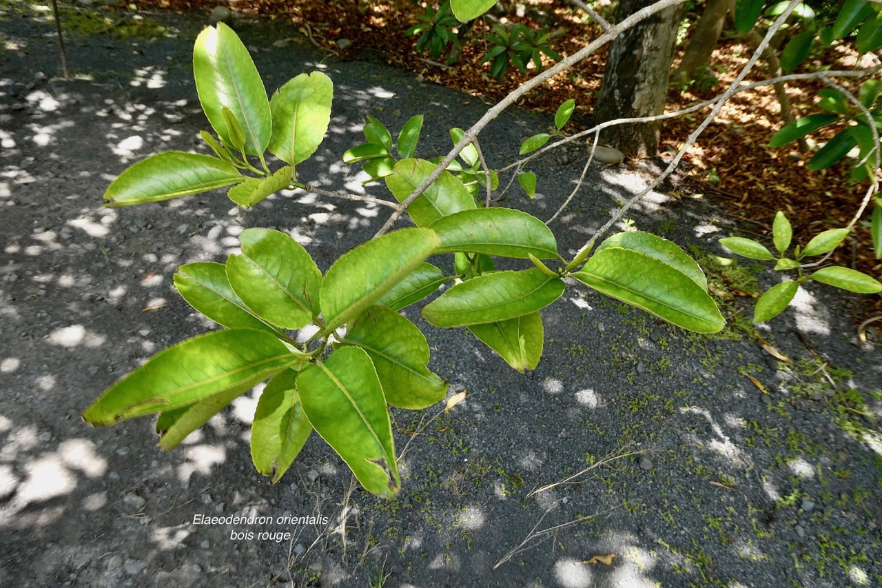 Elaeodendron orientale. ( Cassine orientalis ) bois rouge.celastraceae.endémique Réunion Maurice Rodrigues..jpeg