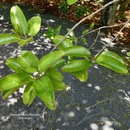 Elaeodendron orientale. ( Cassine orientalis ) bois rouge.celastraceae.endémique Réunion Maurice Rodrigues..jpeg