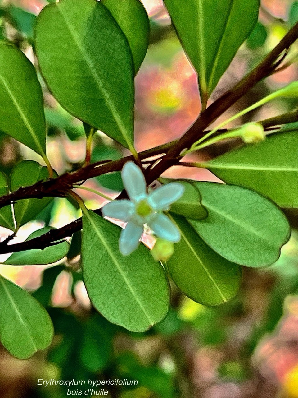 Erythroxylum hypericifolium.bois d’huile.erythroxylaceae.endémique Réunion Maurice. (1).jpeg