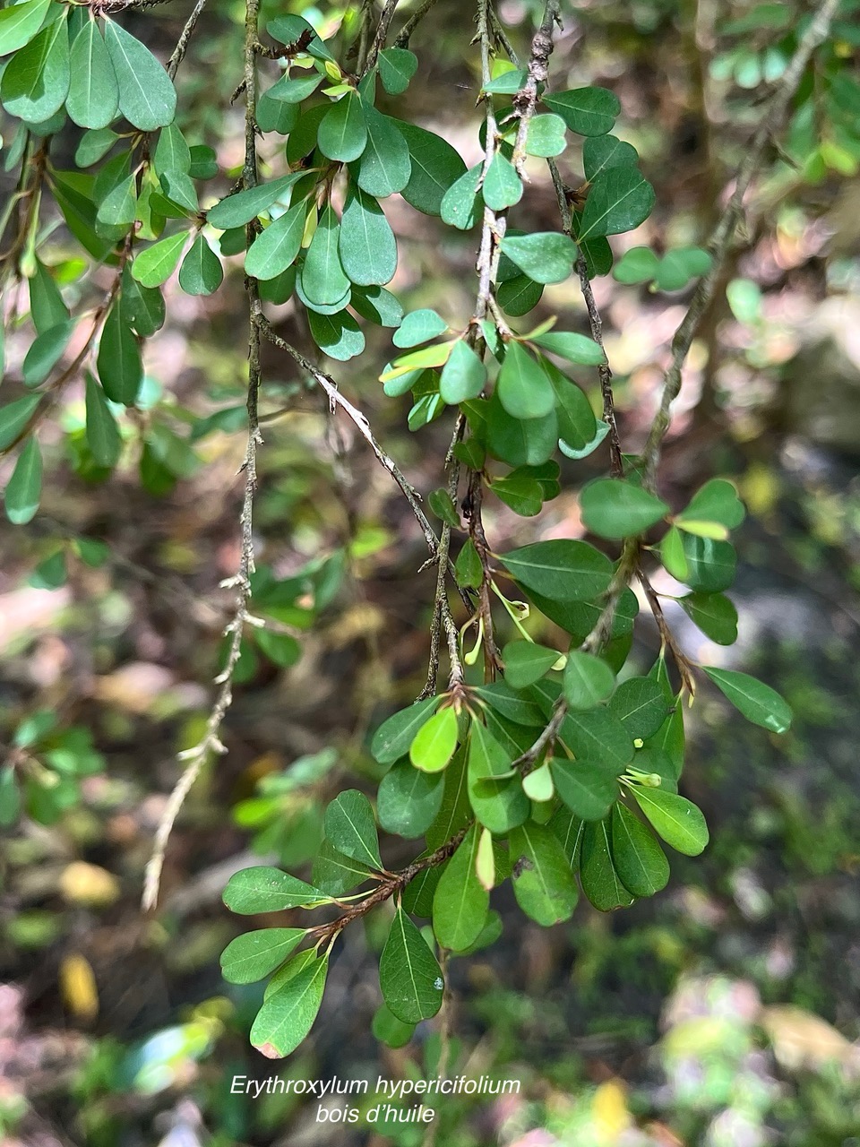 Erythroxylum hypericifolium.bois d’huile.erythroxylaceae.endémique Réunion Maurice..jpeg