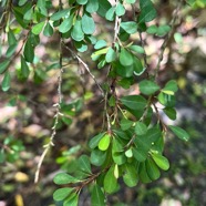 Erythroxylum hypericifolium.bois d’huile.erythroxylaceae.endémique Réunion Maurice..jpeg