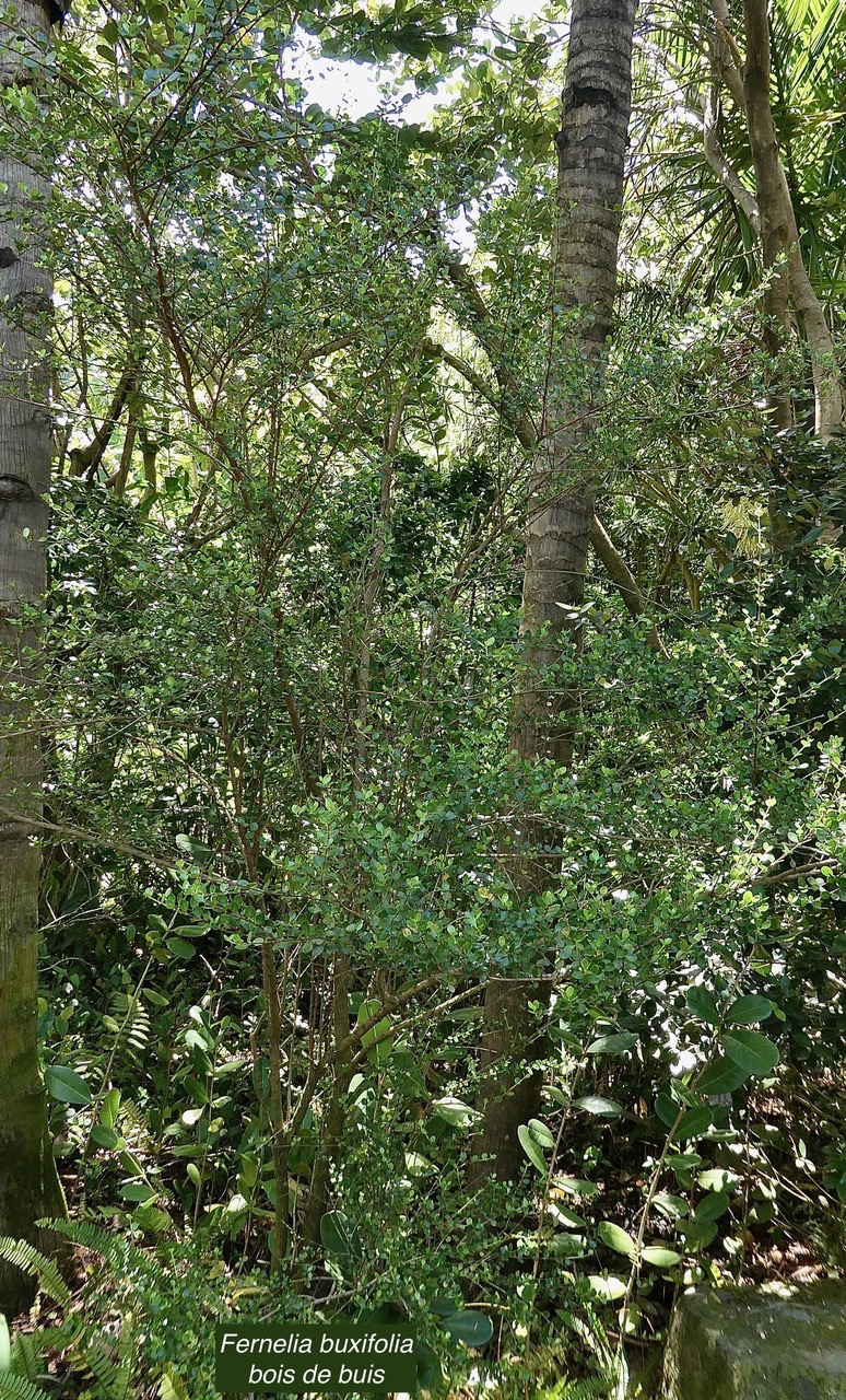 Fernelia buxifolia Lam.bois de buis.bois de balai.rubiaceae.endémique Réunion Maurice Rodrigues. (1).jpeg