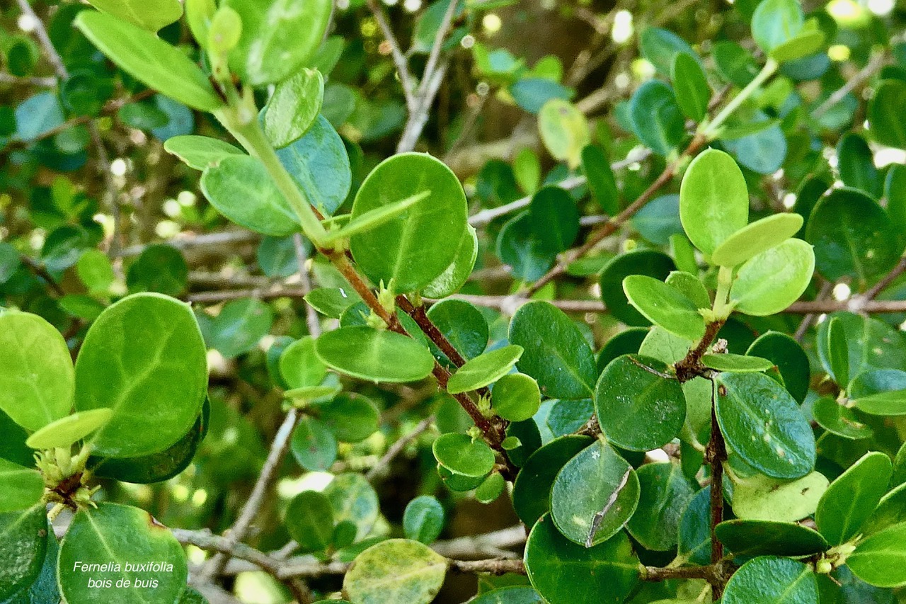 Fernelia buxifolia Lam.bois de buis.bois de balai.rubiaceae.endémique Réunion Maurice Rodrigues..jpeg