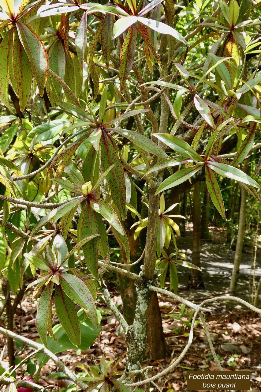 Foetidia mauritiana.bois puant.lecythidaceae.endémique Réunion Maurice.jpeg