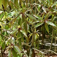 Foetidia mauritiana.bois puant.lecythidaceae.endémique Réunion Maurice.jpeg