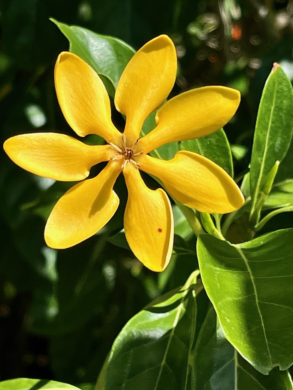 Gardenia carenata ? Gardenia tubifera ? rubiaceae.espèce cultivée..jpeg