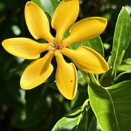 Gardenia carenata ? Gardenia tubifera ? rubiaceae.espèce cultivée..jpeg