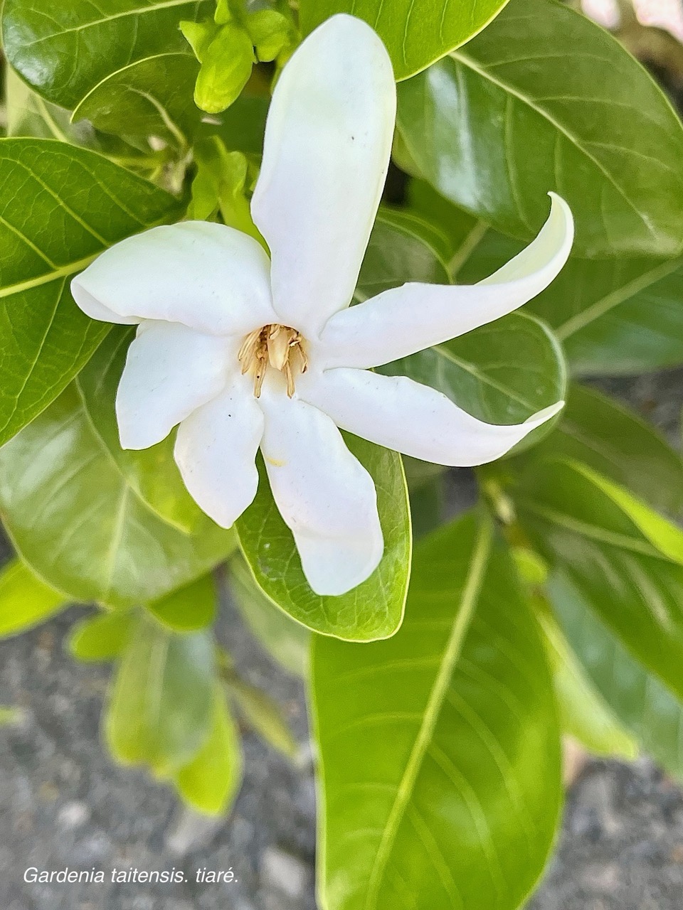 Gardenia taitensis. tiaré.rubiaceae.espèce cultivée..jpeg