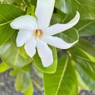 Gardenia taitensis. tiaré.rubiaceae.espèce cultivée..jpeg