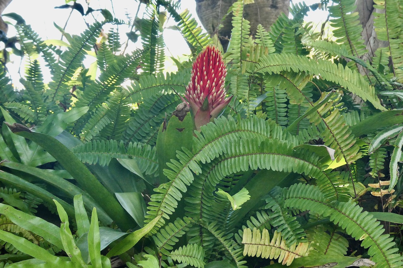 Guzmania conifera .bromeliaceae.et fougères.jpeg