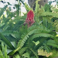 Guzmania conifera .bromeliaceae.et fougères.jpeg