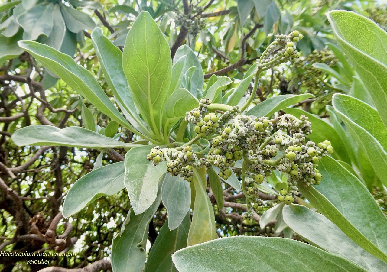 Heliotropium foertherianum.Diane et Hilger.veloutier.veloutier bord de mer.heliotropiaceae.indigène Réunion. (1).jpeg