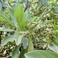 Heliotropium foertherianum.Diane et Hilger.veloutier.veloutier bord de mer.heliotropiaceae.indigène Réunion. (1).jpeg