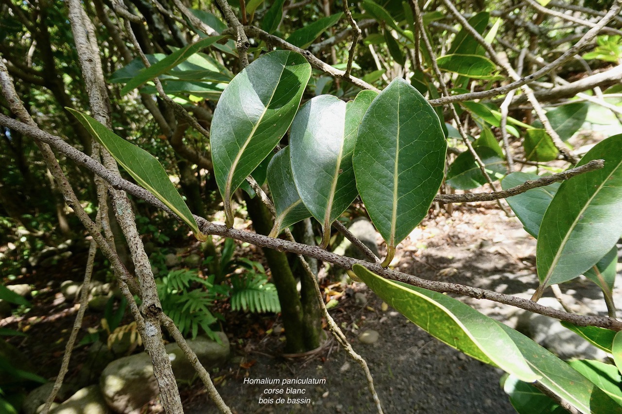 Homalium paniculatum. Corce blanc .bois de bassin.salicaceae.endémique Réunion Maurice. (1).jpeg