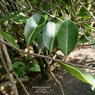 Homalium paniculatum. Corce blanc .bois de bassin.salicaceae.endémique Réunion Maurice. (1).jpeg