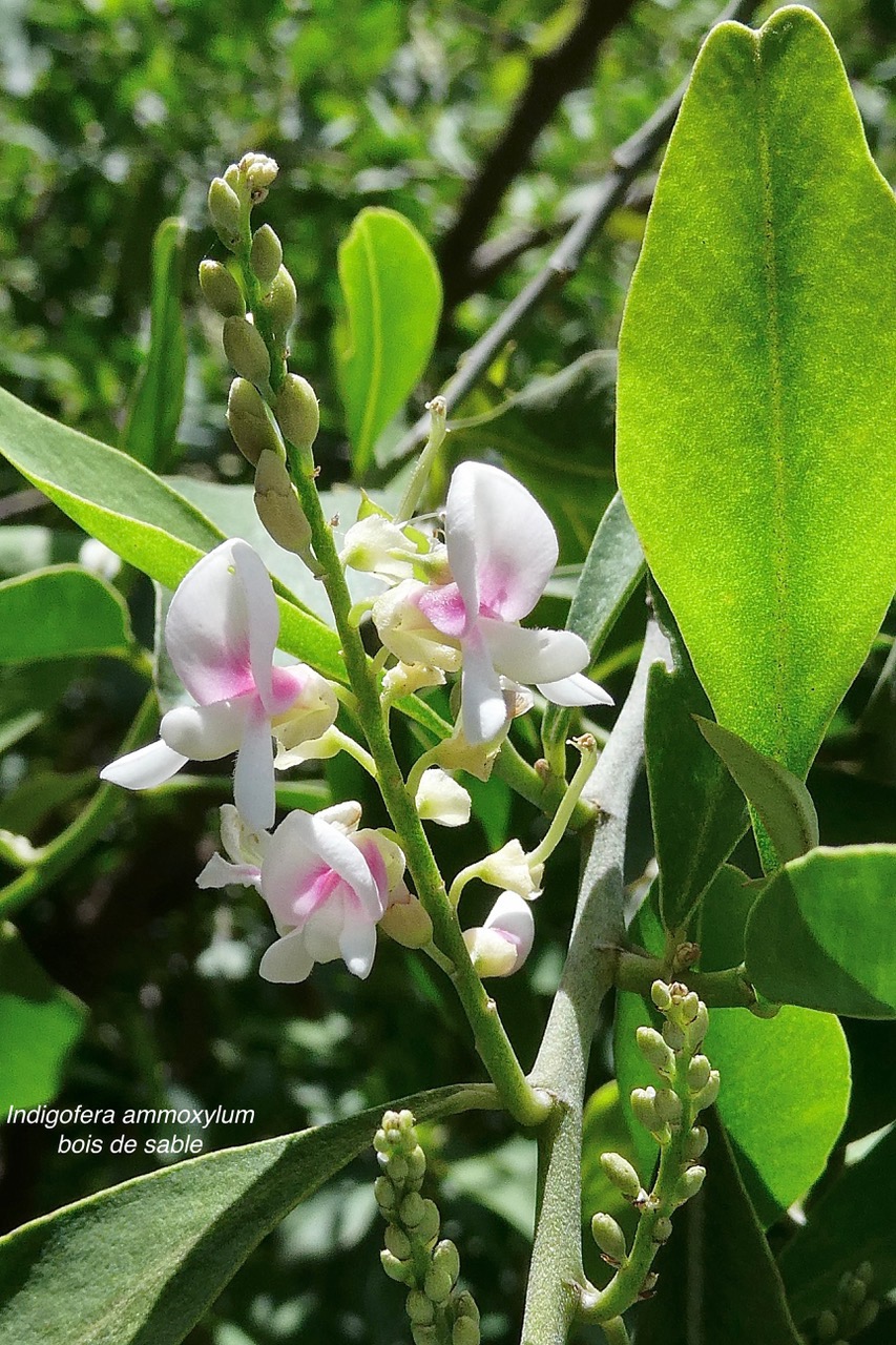 Indigofera ammoxylum .bois de sable.fabaceae.endémique Réunion. (1).jpeg