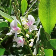 Indigofera ammoxylum .bois de sable.fabaceae.endémique Réunion. (1).jpeg