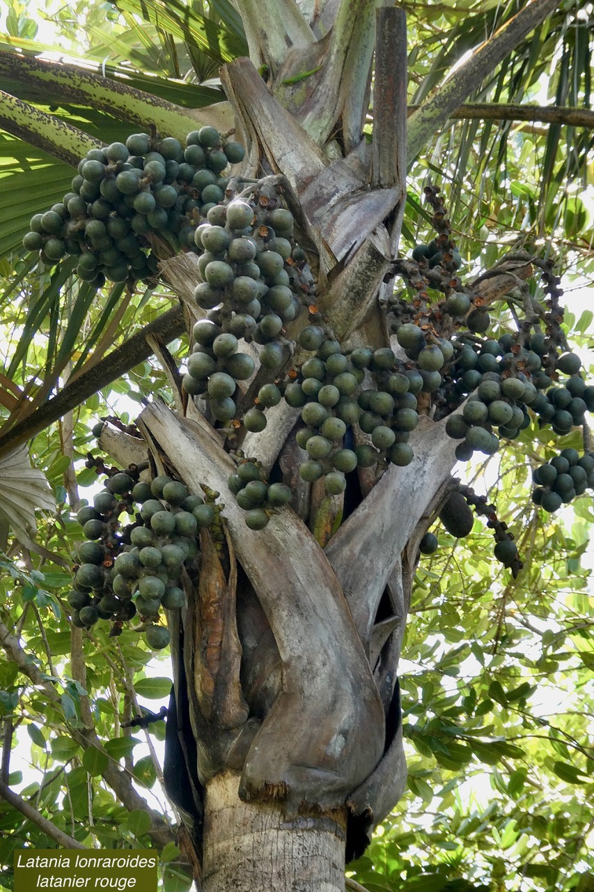 Latania lontaroides.latanier rouge.latanier de Bourbon.arecaceae.endémique Réunion. (1).jpeg